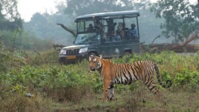 Bandipur Safari Resumes Amid Protests; Police Escort in Place