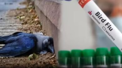 Bird flu scare in Chennai after mass death of crows; H5N1 virus confirmed