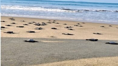 Kundapur coast gears up to protect endangered Olive Ridley turtles during nesting season