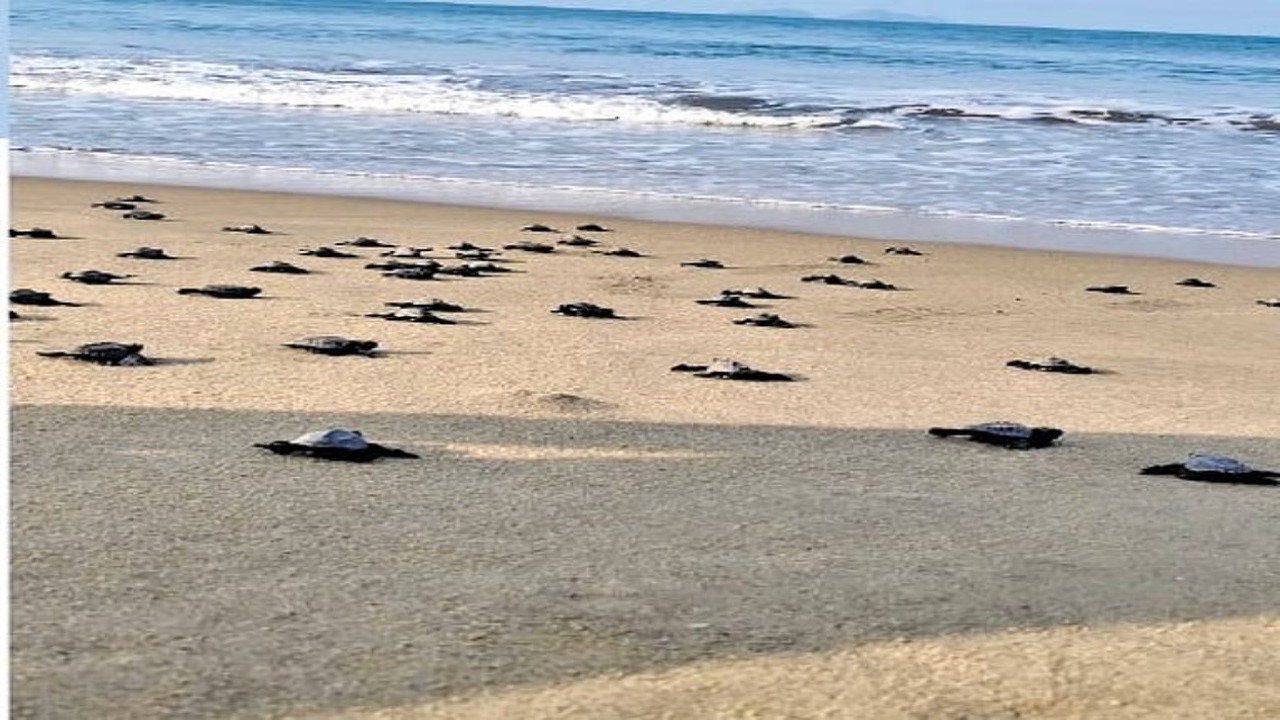 Kundapur coast gears up to protect endangered Olive Ridley turtles during nesting season