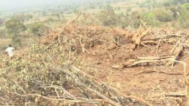 Mass tree felling for solar plant sparks outrage in Belagavi, locals allege minister’s support