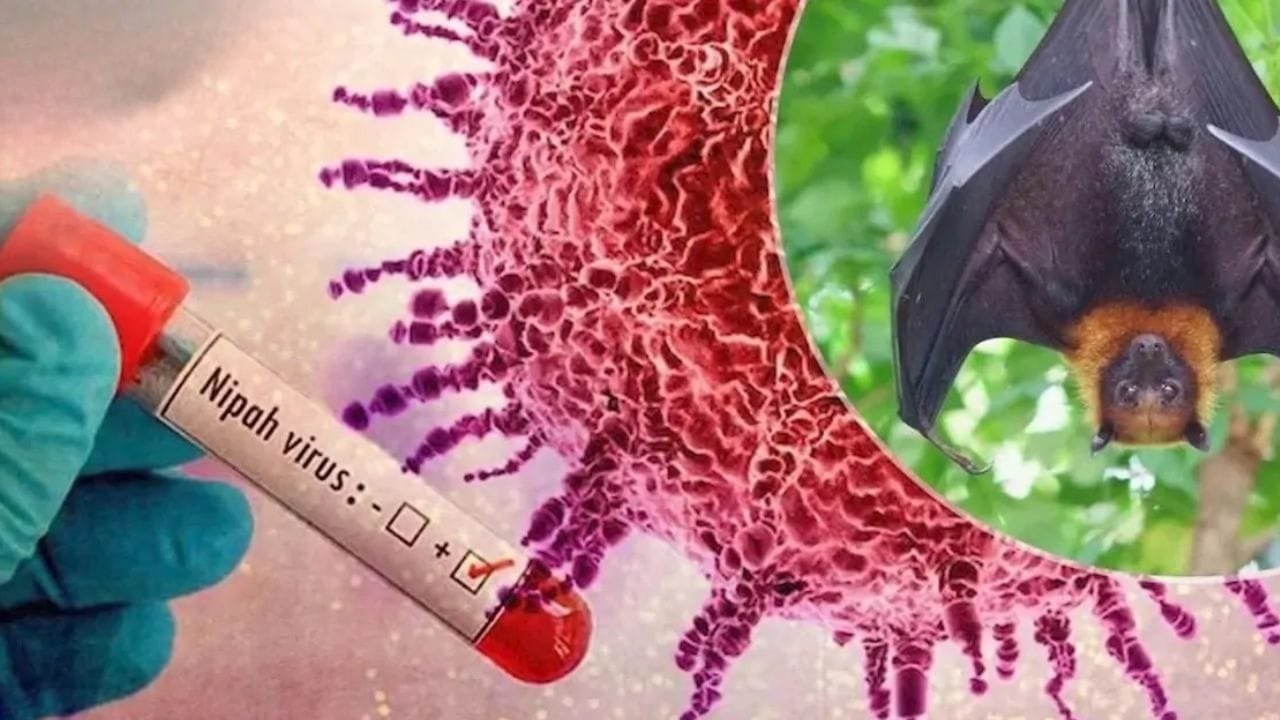 Nipah virus alert in Karnataka: Health department issues strict guidelines