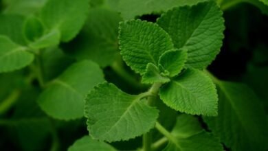 Ajwain Leaves: The Little Medicinal Plant with Powerful Health Benefits