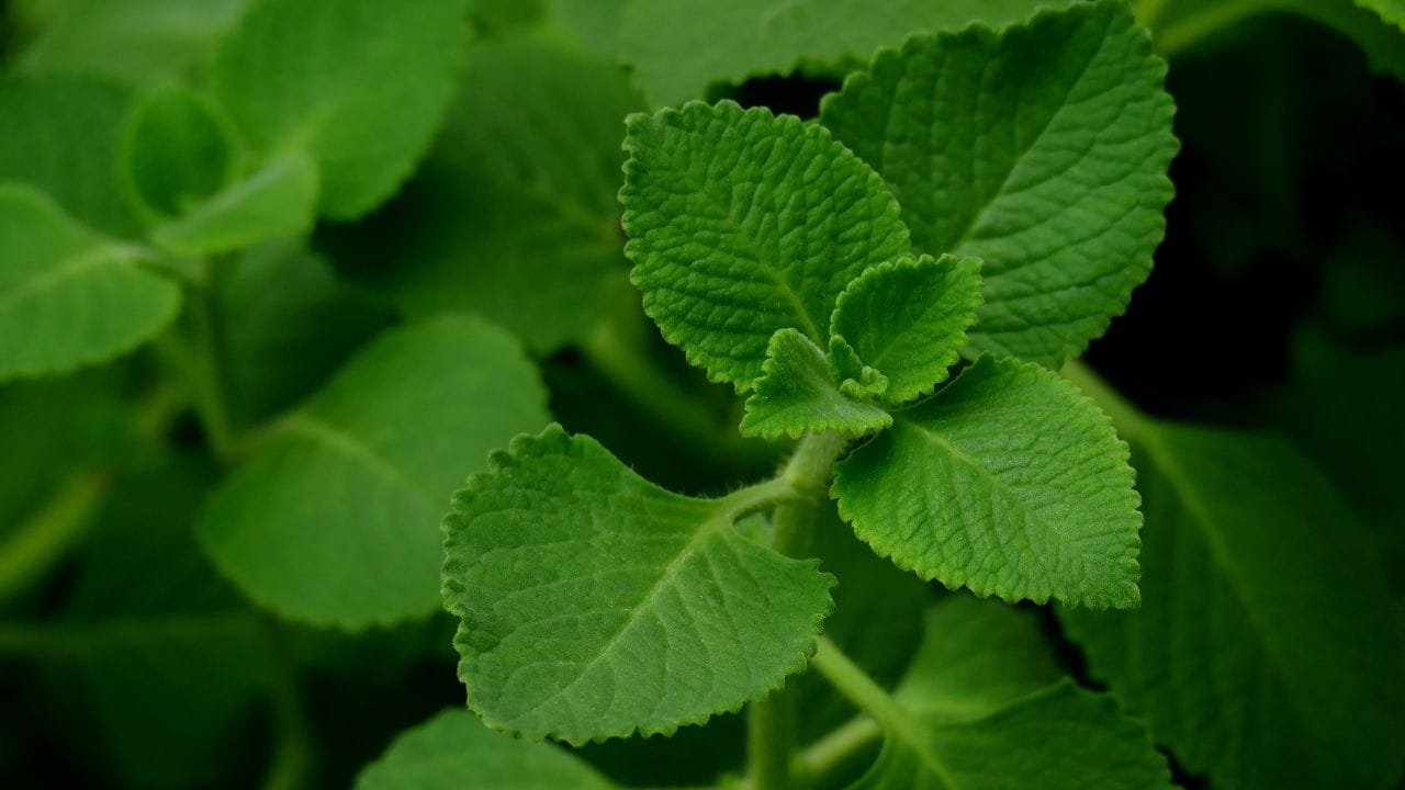 Ajwain Leaves: The Little Medicinal Plant with Powerful Health Benefits