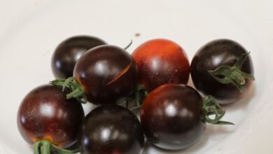 Black Tomatoes Arrive in Markets Offering Nighttime Relief and Boosting Overall Health