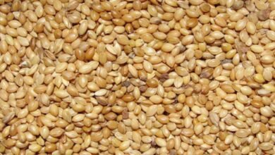 Foxtail Millet Gains Attention as a Natural Way to Manage Diabetes and Improve Health