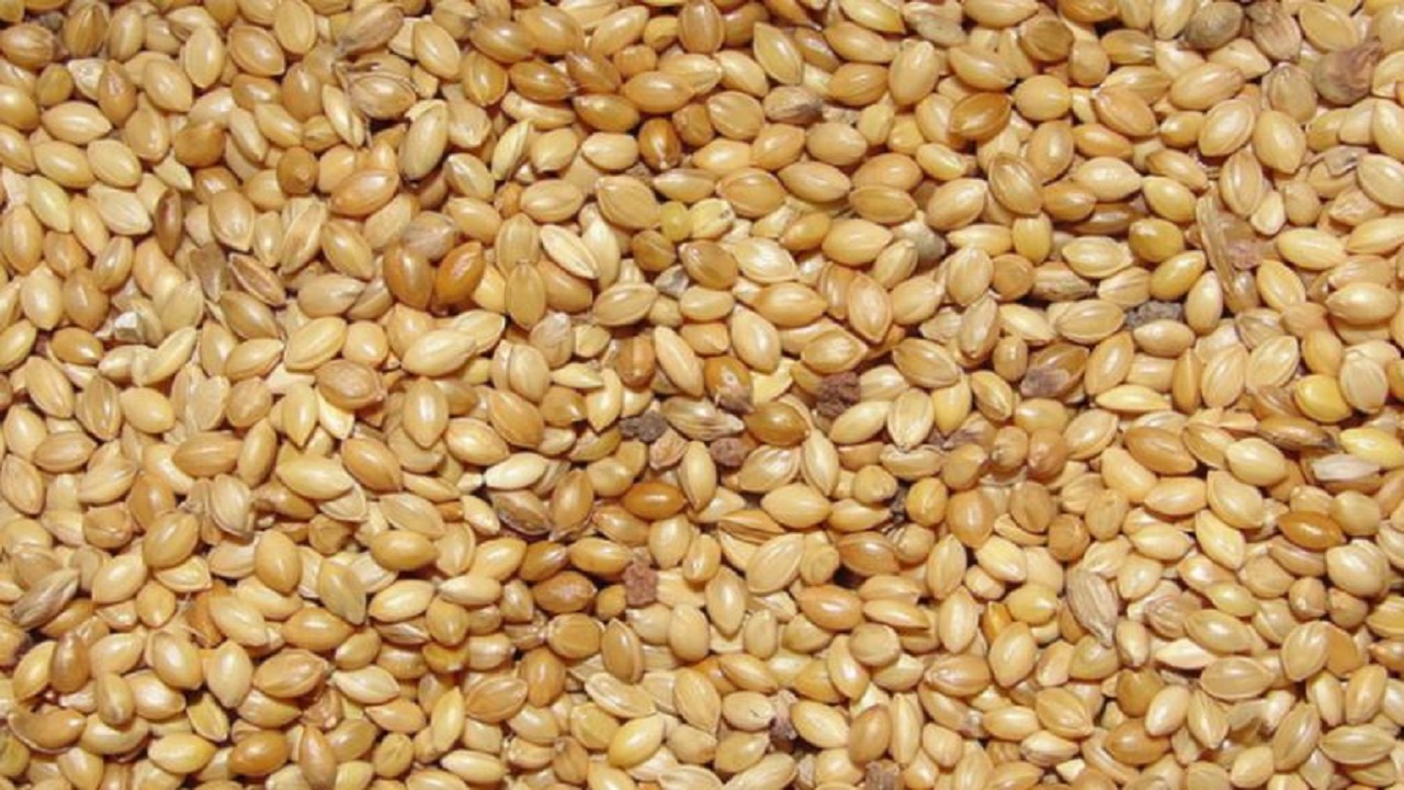 Foxtail Millet Gains Attention as a Natural Way to Manage Diabetes and Improve Health