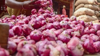 Global tensions trigger onion market crisis, Davanagere farmers bear the brunt