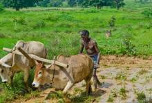 PM Fasal Bima Yojana 2026 Farmers Can Get Compensation for Crop Damage Caused by Unseasonal Rain