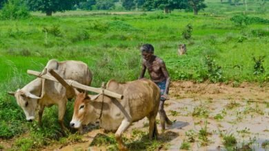 PM Fasal Bima Yojana 2026 Farmers Can Get Compensation for Crop Damage Caused by Unseasonal Rain