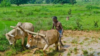 PM Fasal Bima Yojana 2026 Farmers Can Get Compensation for Crop Damage Caused by Unseasonal Rain