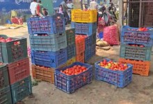 Tomato prices crash in Vijayanagara, farmers incur heavy losses