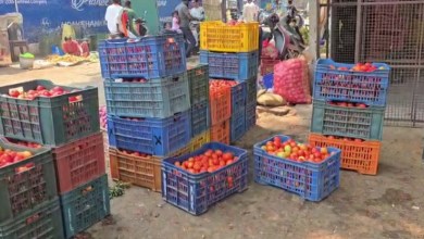 Tomato prices crash in Vijayanagara, farmers incur heavy losses