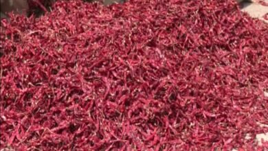 Iran–Israel War Disrupts Byadgi Chilli Exports, Traders in Karnataka Face Losses