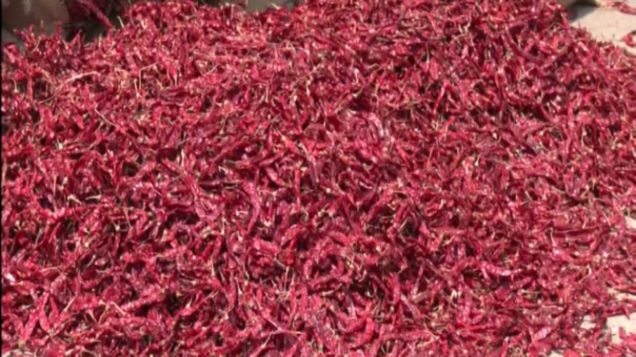 Iran–Israel War Disrupts Byadgi Chilli Exports, Traders in Karnataka Face Losses