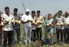 War impact hits muskmelon farmers in Bidar as prices crash
