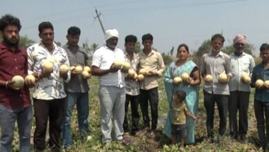 War impact hits muskmelon farmers in Bidar as prices crash