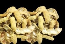Do Not Throw Peanut Shells Away These Smart Household Uses May Surprise You