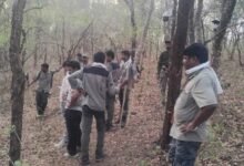 Four Women Killed in Tiger Attack While Collecting Beedi Leaves in Maharashtra Forest