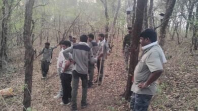 Four Women Killed in Tiger Attack While Collecting Beedi Leaves in Maharashtra Forest
