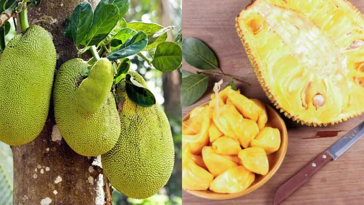 Jackfruit The Summer Superfruit That Rivals Non Veg in Taste and Health Benefits