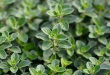 Maruvam Plant Care Easy Home Tips to Keep This Fragrant Herb Green Even in Harsh Summer Heat