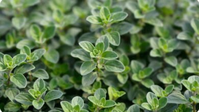 Maruvam Plant Care Easy Home Tips to Keep This Fragrant Herb Green Even in Harsh Summer Heat