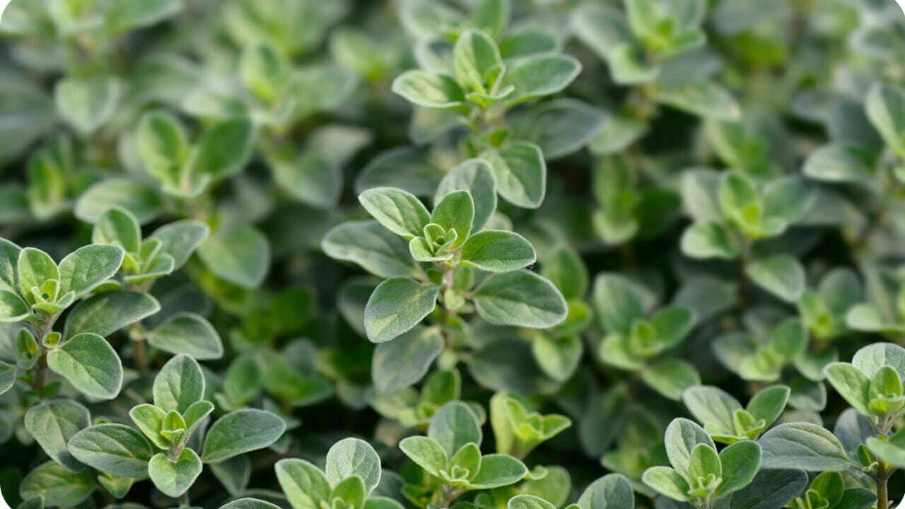 Maruvam Plant Care Easy Home Tips to Keep This Fragrant Herb Green Even in Harsh Summer Heat