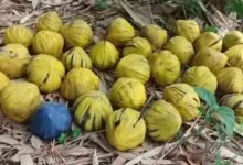 Panic in Bengal After 31 Crude Bombs Found in Garden