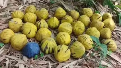 Panic in Bengal After 31 Crude Bombs Found in Garden