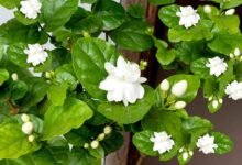 The Rs 2 Kitchen Fertilizer That Can Help Jasmine Plants Bloom Profusely