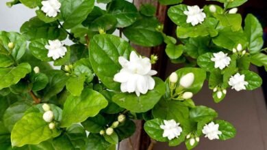 The Rs 2 Kitchen Fertilizer That Can Help Jasmine Plants Bloom Profusely