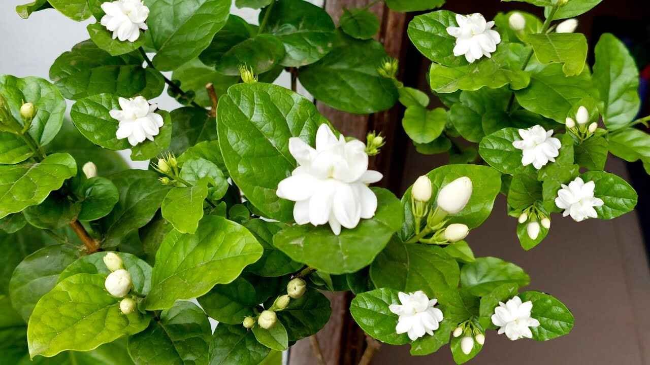 The Rs 2 Kitchen Fertilizer That Can Help Jasmine Plants Bloom Profusely