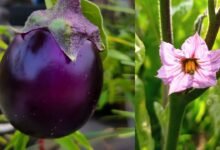Why Ayurveda Experts Advise Avoiding Brinjal During Rohini Karthe Heatwave