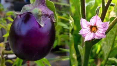 Why Ayurveda Experts Advise Avoiding Brinjal During Rohini Karthe Heatwave