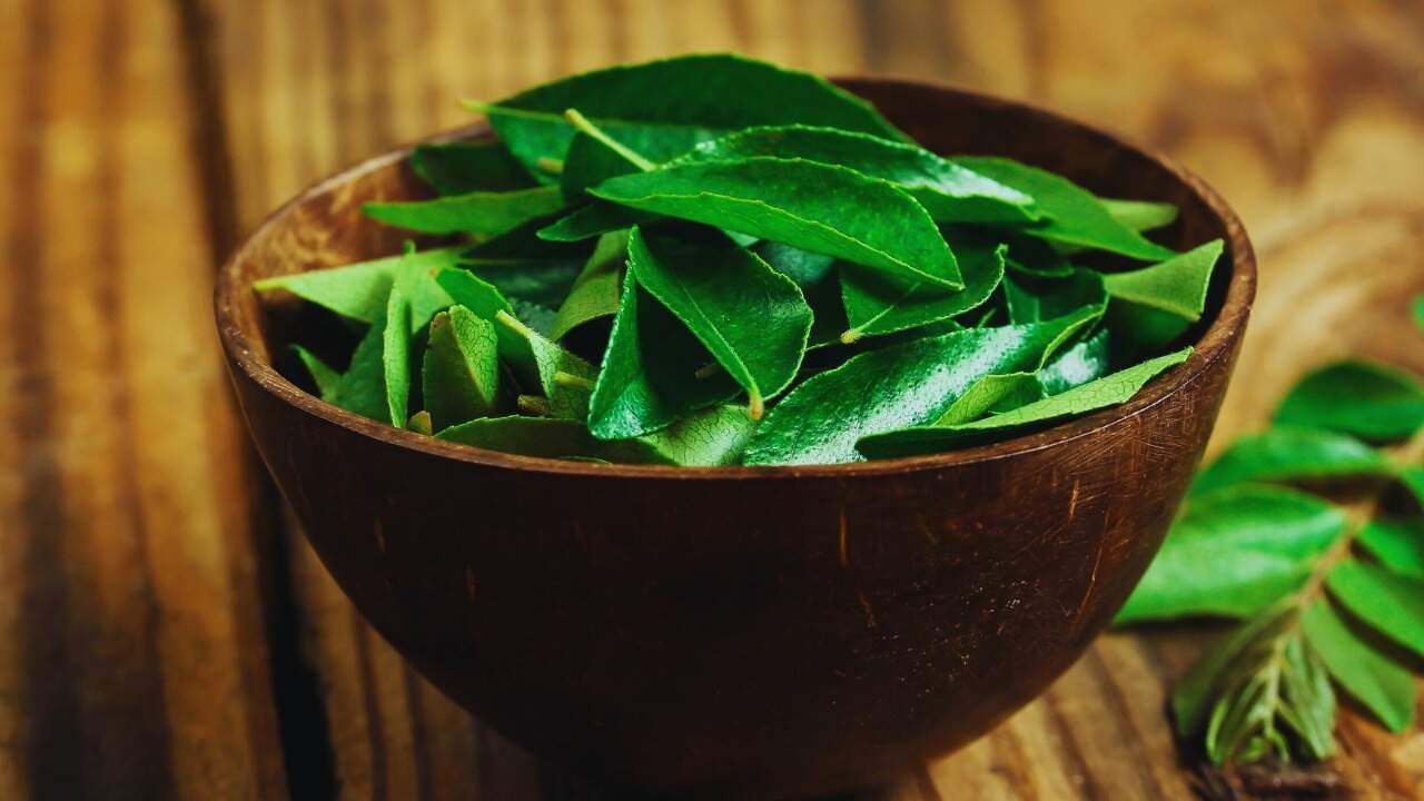 Why Curry Leaves Plant Dries Up At Home Simple Care Tips To Keep It Bushy And Healthy