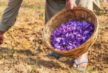 Why Kashmiri Saffron Is Called Red Gold Across Global Markets