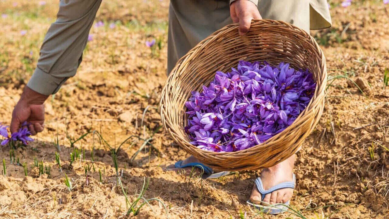 Why Kashmiri Saffron Is Called Red Gold Across Global Markets