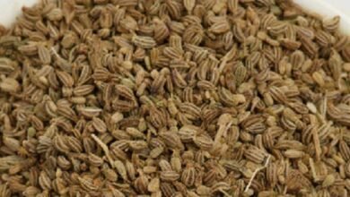 Ajwain and the Thymol Secret Behind Its Powerful Digestive Benefits