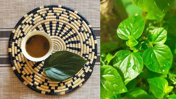 Ancient Wellness Secret of Betel Leaves Water That May Transform Your Morning Health Routine