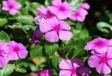 Billa Ganneru Plant: Natureβs Hidden Healer for Diabetes, Blood Pressure and More Health Benefits