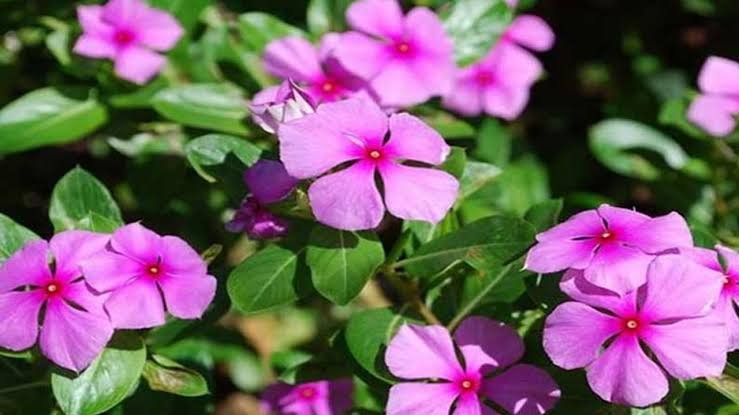 Billa Ganneru Plant: Nature’s Hidden Healer for Diabetes, Blood Pressure and More Health Benefits