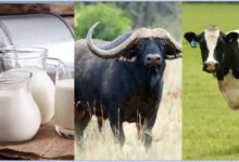 Cow Milk or Buffalo Milk Which Provides More Calcium and Are There Better Sources