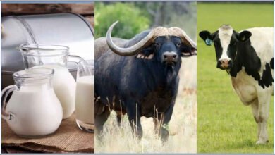 Cow Milk or Buffalo Milk Which Provides More Calcium and Are There Better Sources