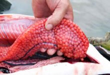 Fish Eggs Nutrition Benefits Why You Should Not Throw Away Fish Roe and Its Hidden Health Power
