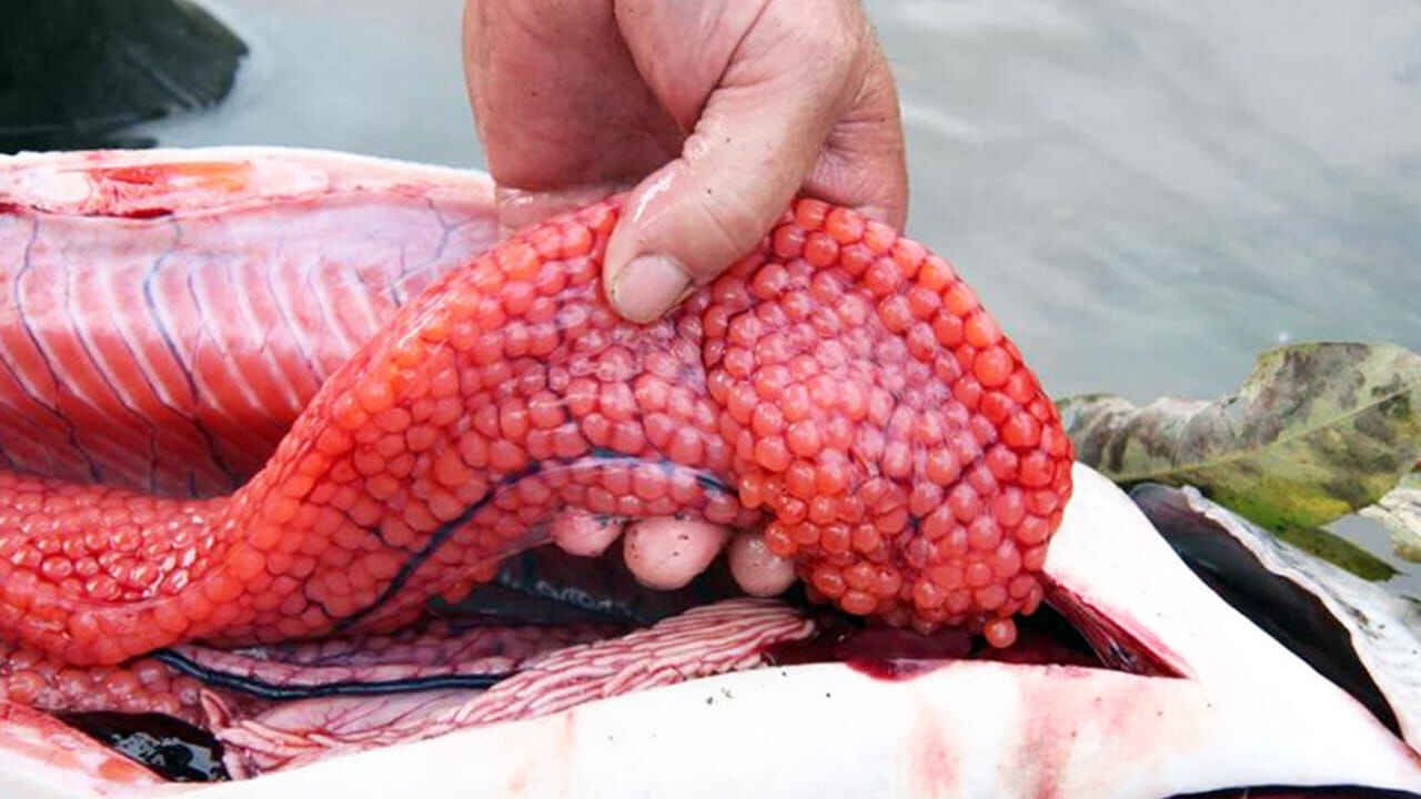 Fish Eggs Nutrition Benefits Why You Should Not Throw Away Fish Roe and Its Hidden Health Power