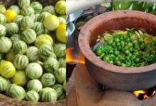 Forgotten Village Vegetable Makes a Flavorful Comeback to Traditional Kitchens