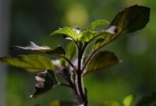 Health Secrets of Tulsi Plant at Home That Can Transform Your Daily Life Naturally