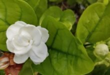 How to Make Jasmine Plants Bloom Heavily in Monsoon with a Simple Organic Fertilizer Trick