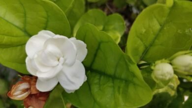 How to Make Jasmine Plants Bloom Heavily in Monsoon with a Simple Organic Fertilizer Trick